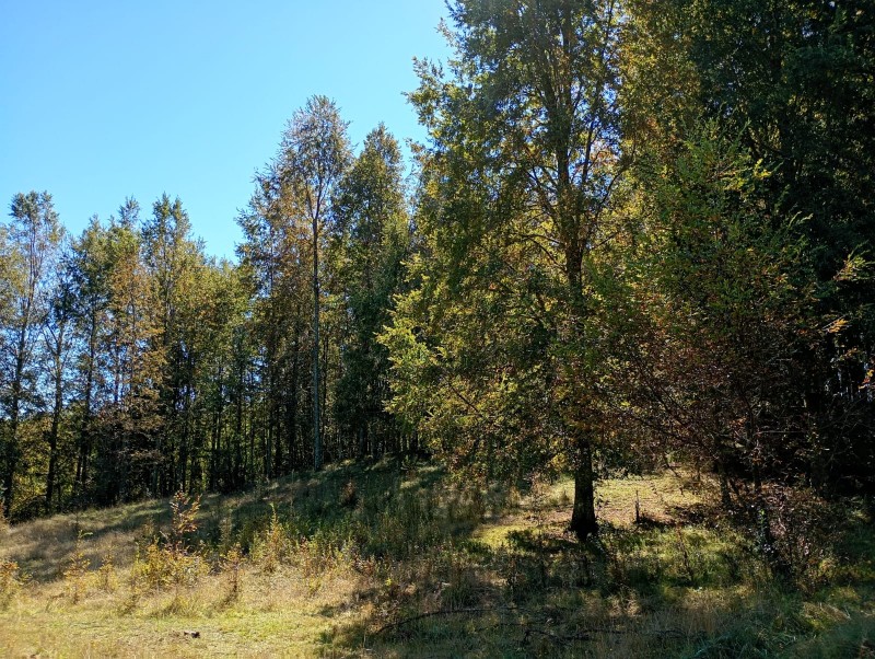 Hermoso Terreno de 5,65 Hás, Liumalla Villarrica