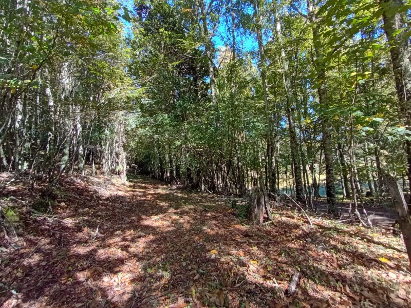 Hermoso Terreno de 5,65 Hás, Liumalla Villarrica