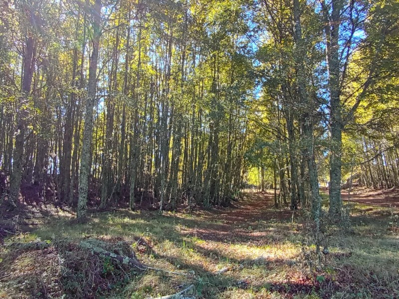 Hermoso Terreno de 5,65 Hás, Liumalla Villarrica