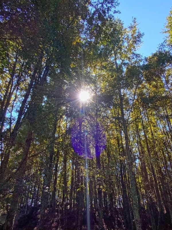 Hermoso Terreno de 5,65 Hás, Liumalla Villarrica