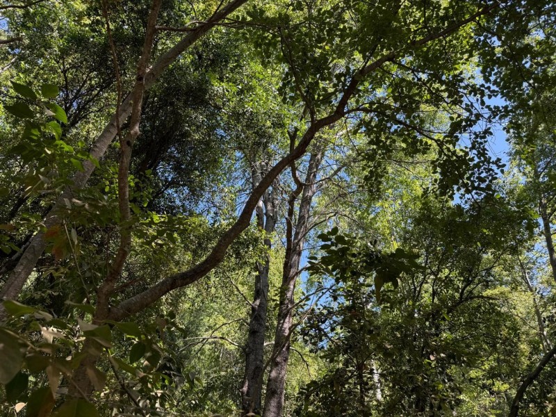 Se Vende Parcela de Agrado 5.000 M2, en Vilches Alto