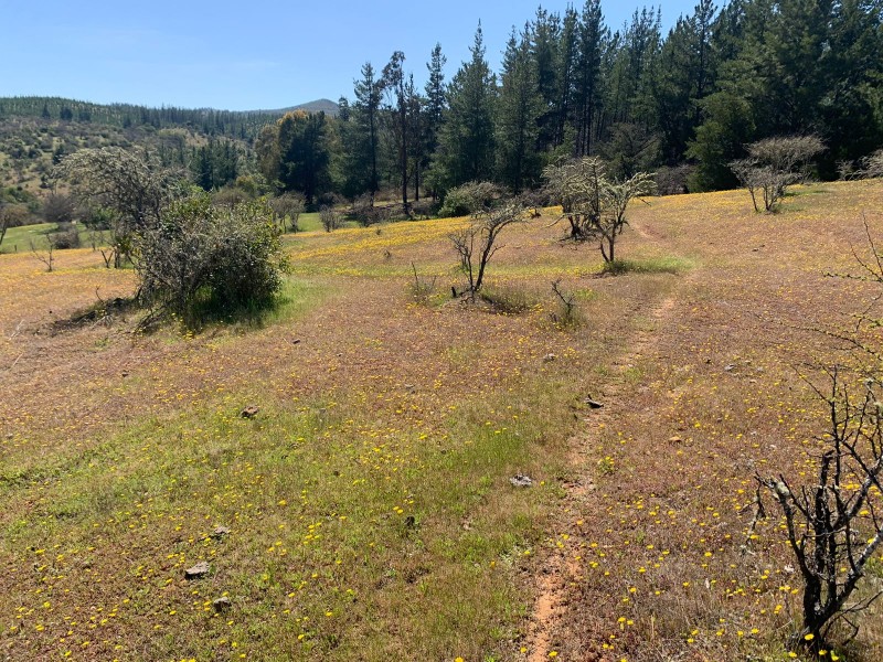 Se Vende 2.34 Ha,sector Pan de Azúcar,comuna de San Javier