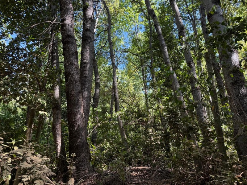 Se Vende Parcela de Agrado 5.000 M2, en Vilches Alto