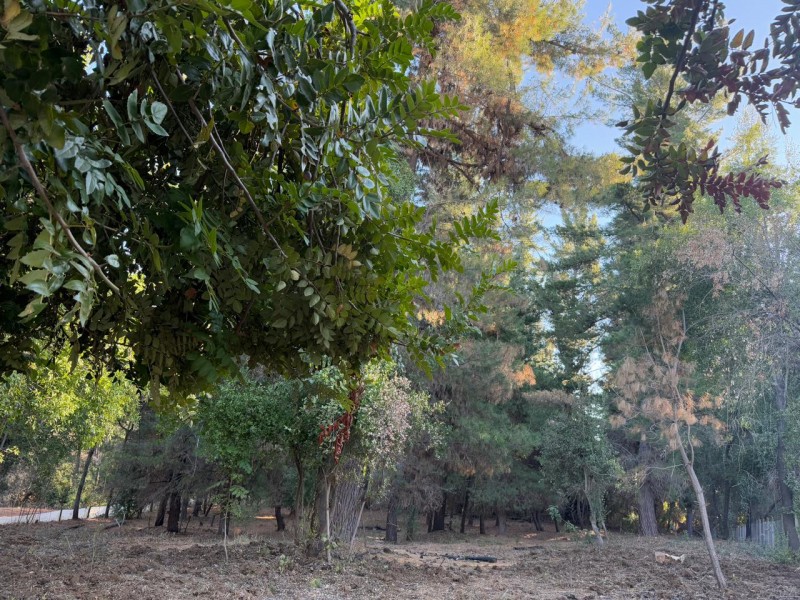 Se Vende Parcela de 5.000 M2 en Vilches Alto