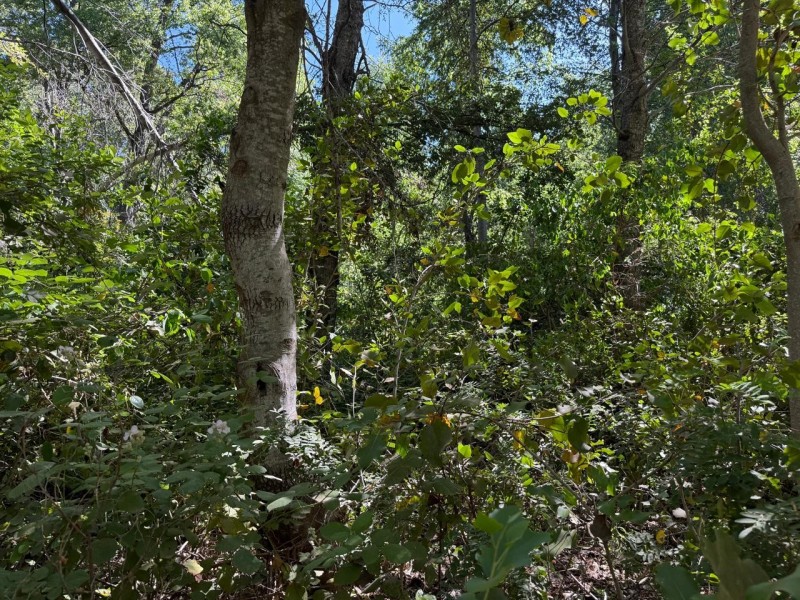 Se Vende Parcela de Agrado 5.000 M2, en Vilches Alto