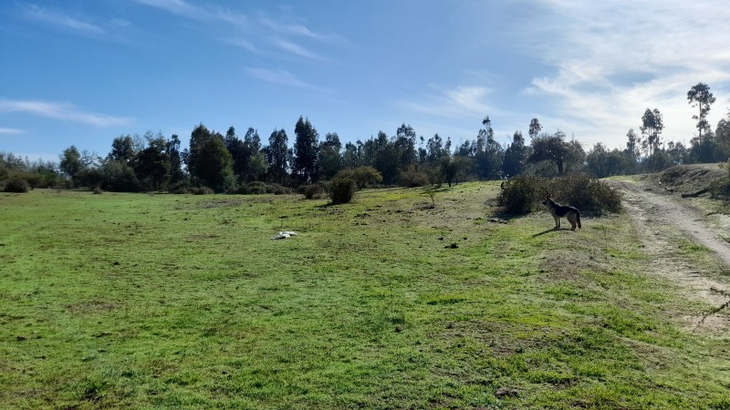 Se Vende Parcela Agrícola 40,14 Hectáreas en San Rafael