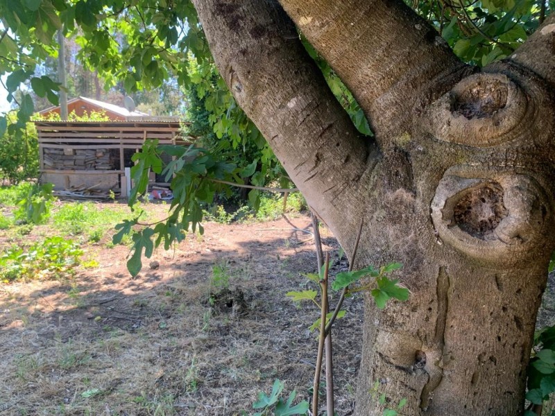 Se Vende Hermosa Parcela Agroresidencial en Pelarco