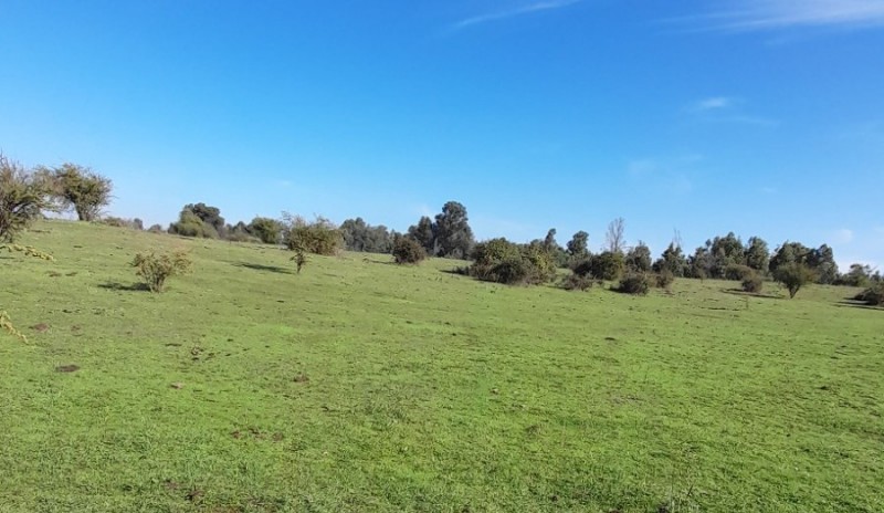 Se Vende Parcela Agrícola 40,14 Hectáreas en San Rafael