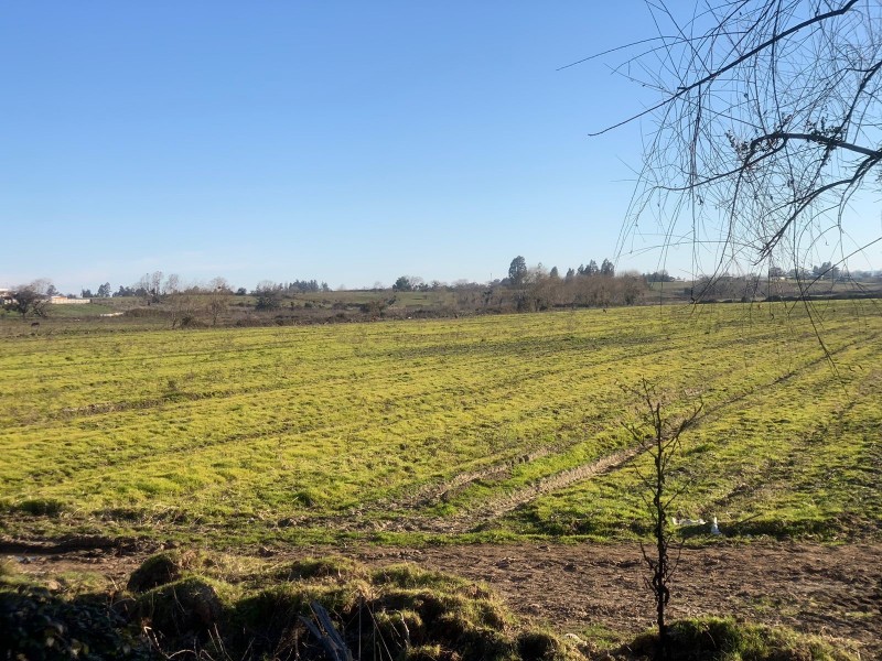 Se Vende Parcela Agrícola de 8 Hectáreas,pelarco