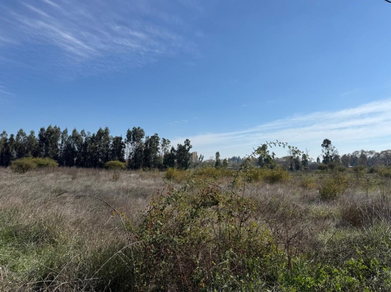 Se Vende 1 Hectárea en Sector Quesería Pelarco