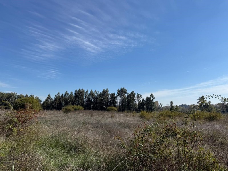 Se Vende 1 Hectárea en Sector Quesería Pelarco