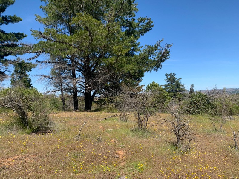 Se Vende 2.34 Ha,sector Pan de Azúcar,comuna de San Javier
