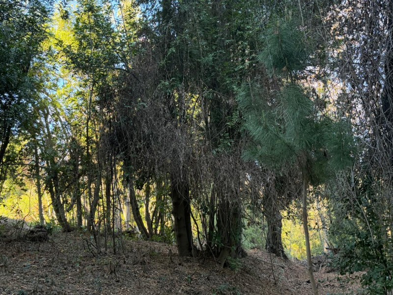 Se Vende Parcela de 5.000 M2 en Vilches Alto