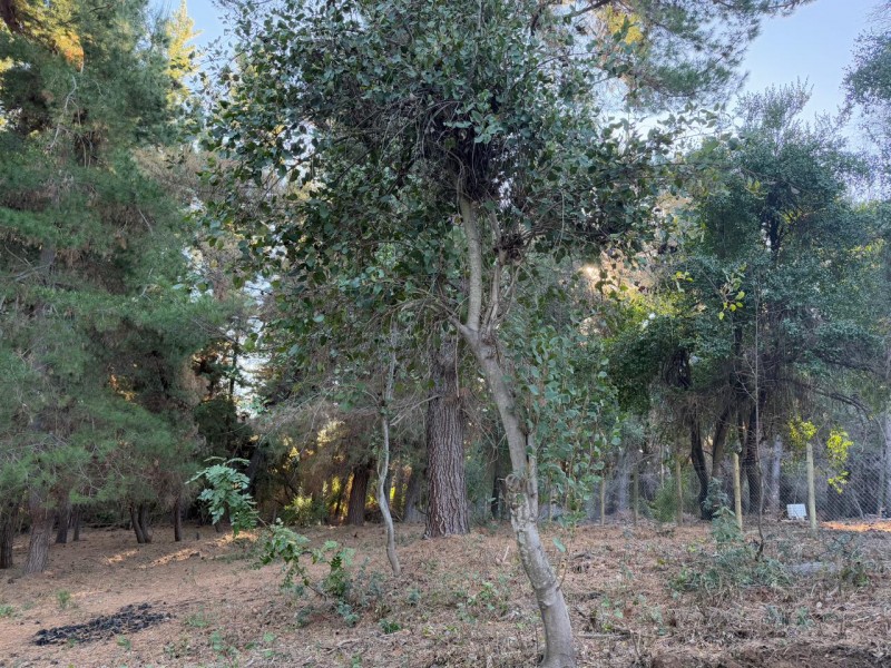 Se Vende Parcela de 5.000 M2 en Vilches Alto