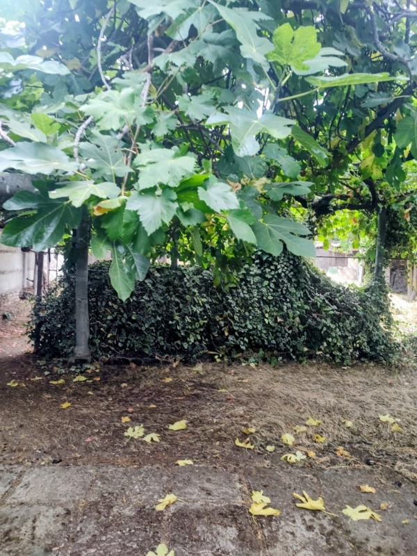 Se Vende Casa Con 800 M2 de Terreno A Paso del Centro