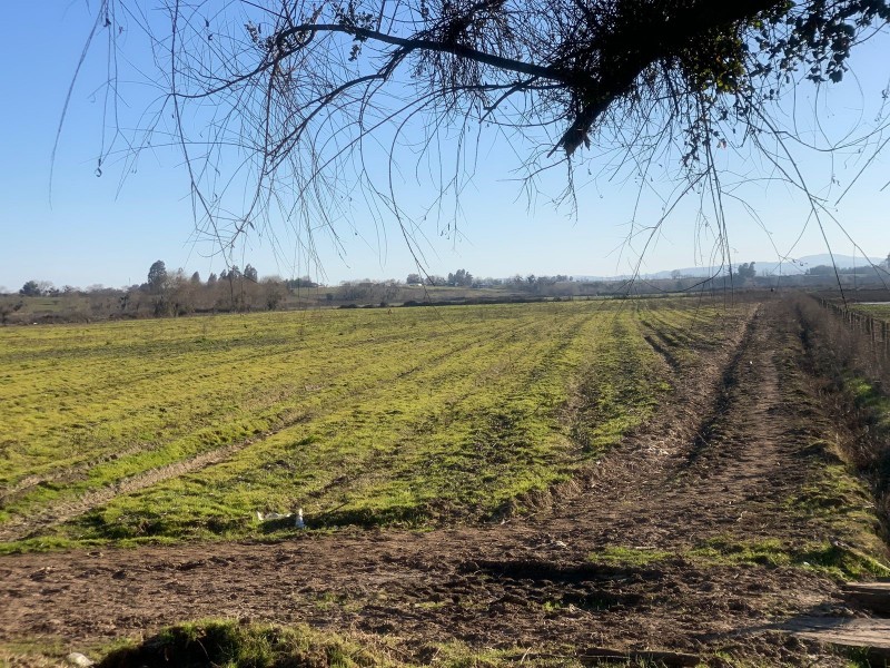 Se Vende Parcela Agrícola de 8 Hectáreas,pelarco