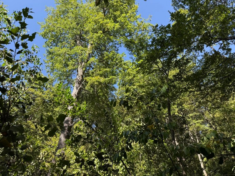 Se Vende Parcela de Agrado 5.000 M2, en Vilches Alto