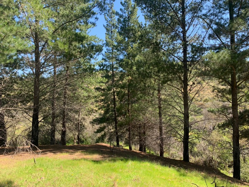 Se Vende 2.34 Ha,sector Pan de Azúcar,comuna de San Javier