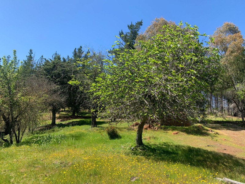 Se Vende 2.34 Ha,sector Pan de Azúcar,comuna de San Javier