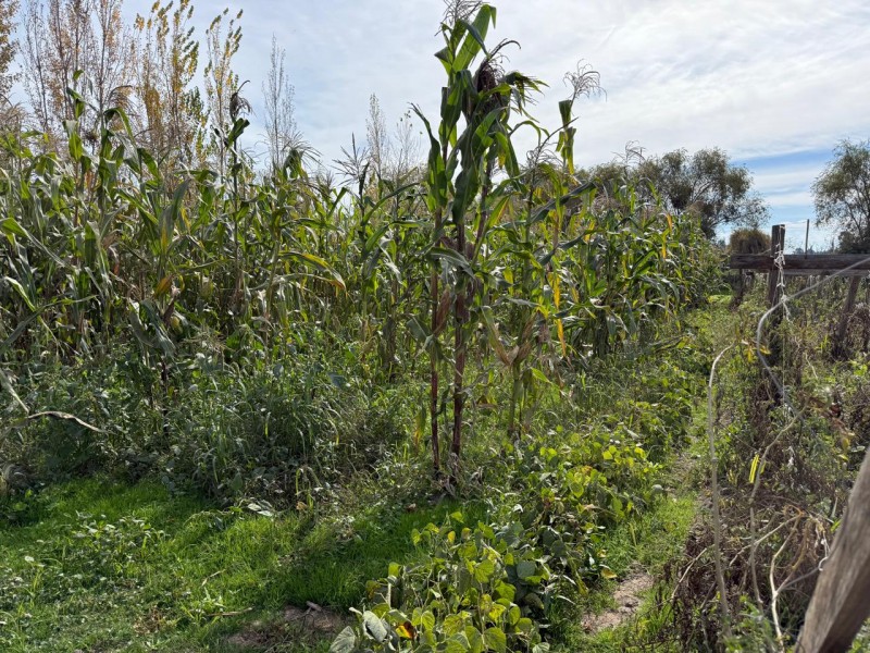 Parcela Con Dos Casas, Santa Rita, Pelarco
