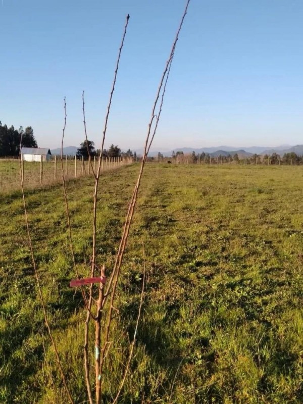 Parcela en Corralones, Agua, Luz, Fibra Int y Tv