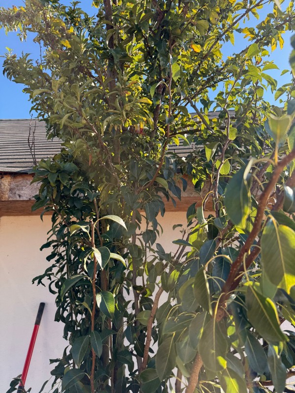 Linda Casa de 315 M²,en Parcela de 5.000 M² , Pelarco