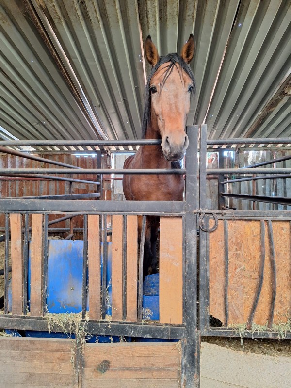 Propiedad Ecuestre Equipada / Centro para Caballos