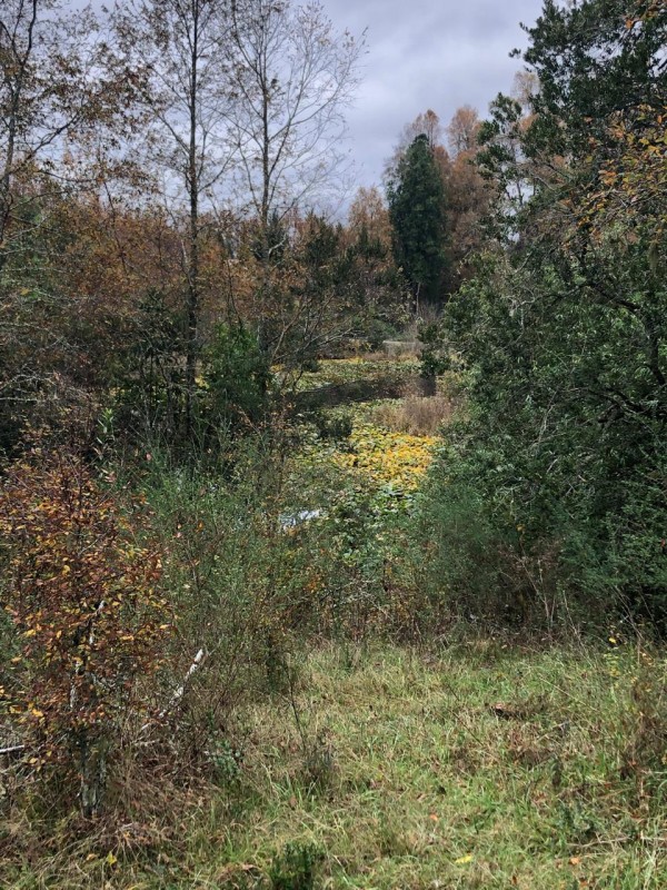 Parcela de 9.700M2 en Mafil