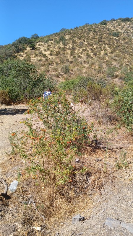 7,5 Hectareas, Parcela en Venta, Talagante!!!