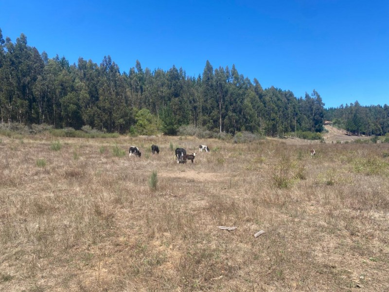 Gran Oportunidad, Terreno 71 Hectáreas