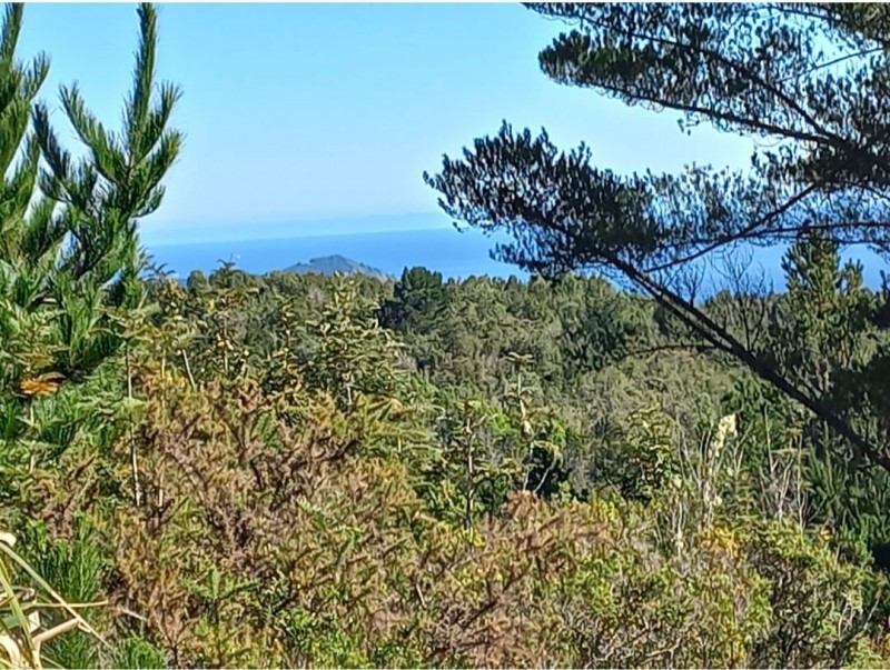 Gran Oportunidad de Parcelas en Valdivia