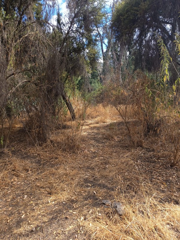 Parcela Con 5100M2 en Venta- Curacaví