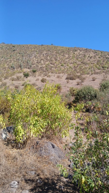 7,5 Hectareas, Parcela en Venta, Talagante!!!