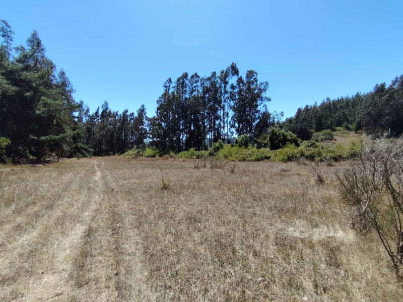Gran Oportunidad, Terreno 71 Hectáreas