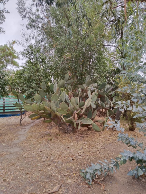 Gran Oportunidad , Hermosa Parcela 4500M2 Con 3 Casas!!!!