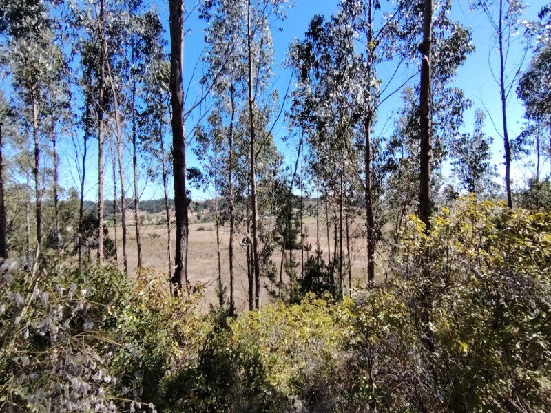 Gran Oportunidad, Terreno 71 Hectáreas