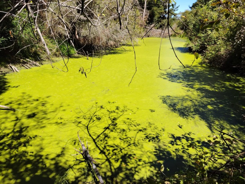 Gran Oportunidad, Terreno 71 Hectáreas