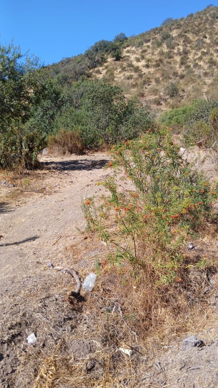 7,5 Hectareas, Parcela en Venta, Talagante!!!