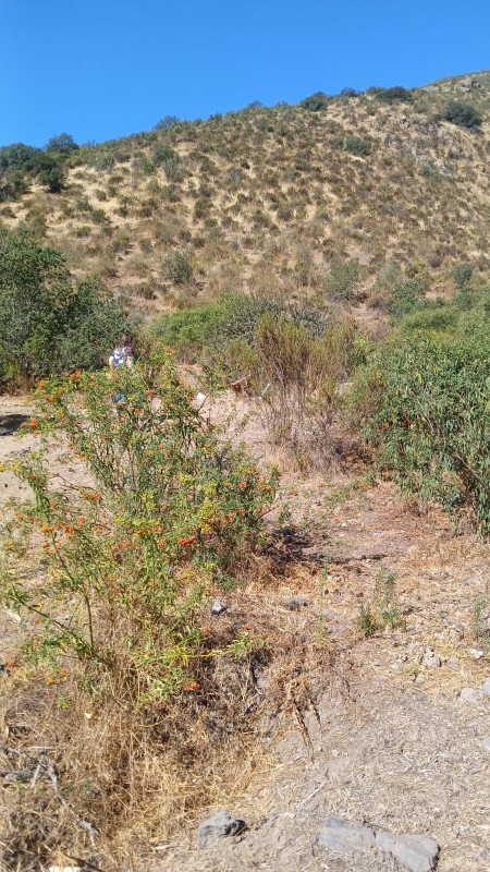 7,5 Hectareas, Parcela en Venta, Talagante!!!