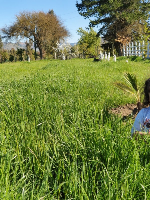 ¡¡oportunidad!!hermosa Parcela Con Casa en Pumanque