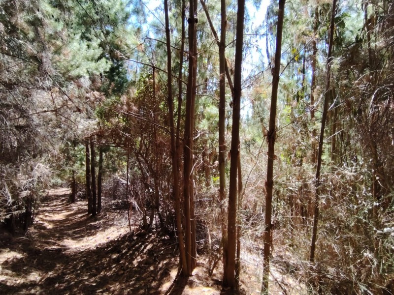 Gran Oportunidad, Terreno 71 Hectáreas