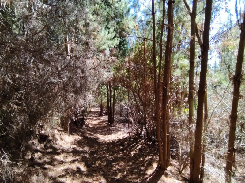 Gran Oportunidad, Terreno 71 Hectáreas