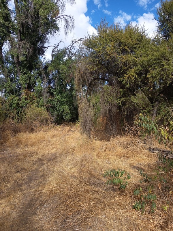 Parcela Con 5100M2 en Venta- Curacaví