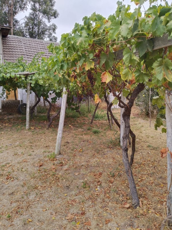 Gran Oportunidad , Hermosa Parcela 4500M2 Con 3 Casas!!!!