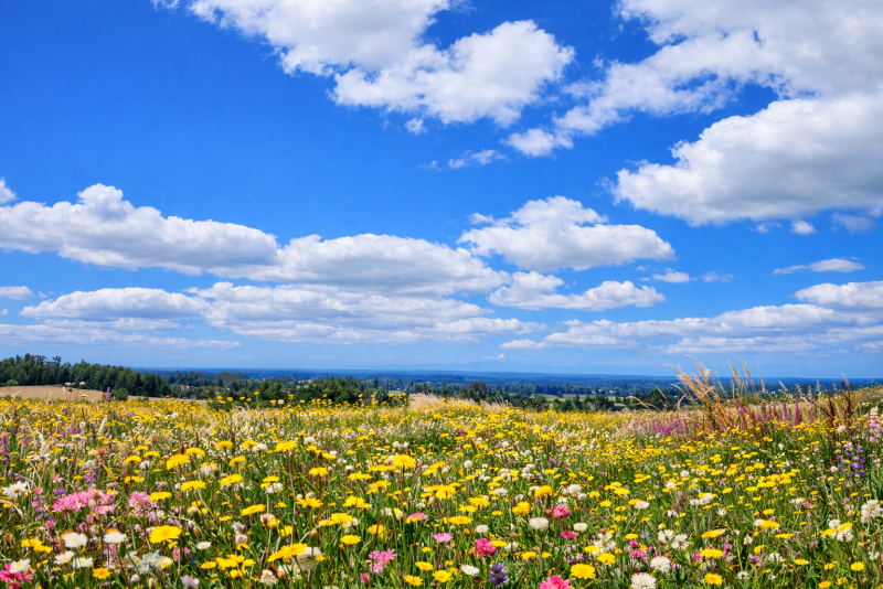 Liquidación| Frutillar | A Minutos del Centro y Lago |Oferta