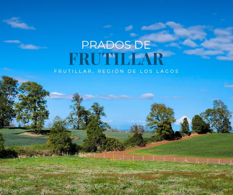 Parcelas en Frutillar | Liquidación final | Oportunidad