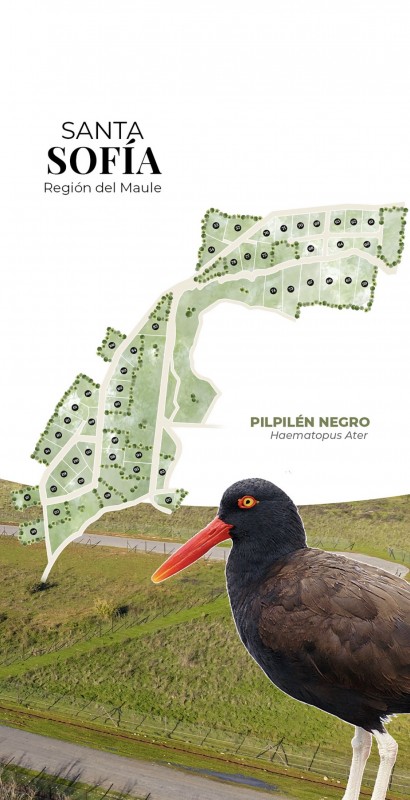 Parcelas Planas | Curicó | Región del Maule | A Min. Centro