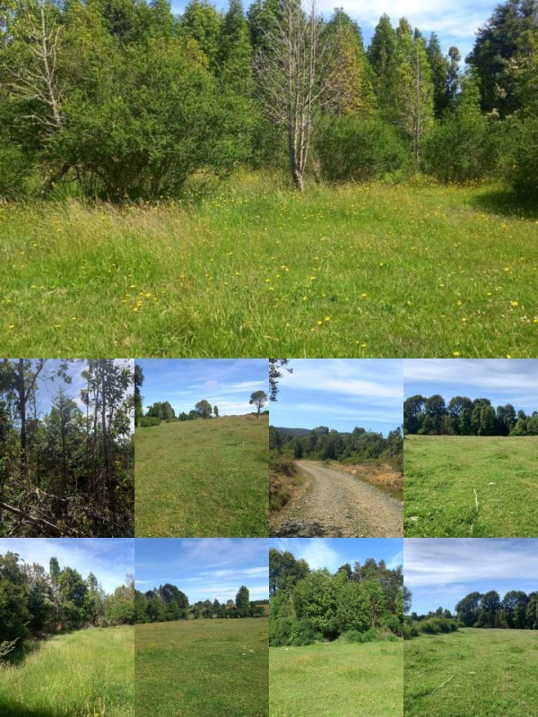 Campito de 9 Hectareas en los Muermos, Region de los Lagos