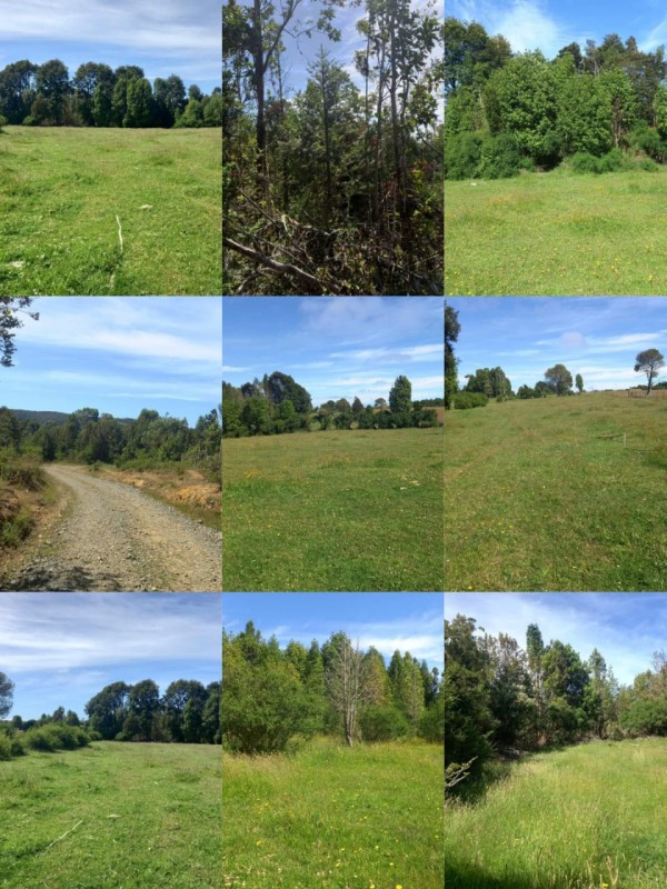 Campito de 9 Hectareas en los Muermos, Region de los Lagos