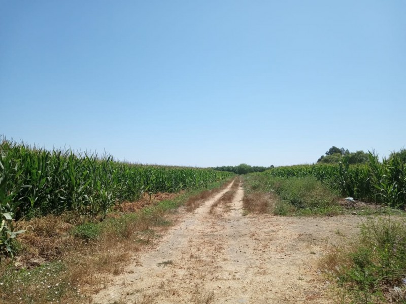 Fotografía de Parcelas Palmilla Linares